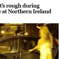 This story about a Carrickfergus goat causing chaos has taken on a life of its own 