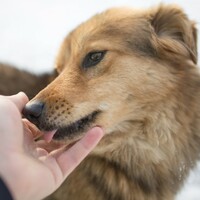 Charities Regulator to animal charity - 'sort out your books or else'