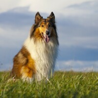 Man who hoped his dog would get better without treatment convicted of animal cruelty