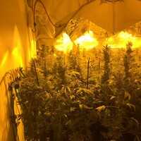 Man charged after Garda&Atilde;&shy; raid cannabis growhouses worth &acirc;�&not;450,000 in Galway