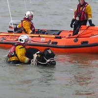 No bull: RNLI tasked to rescue cattle which had fallen from a cliff 
