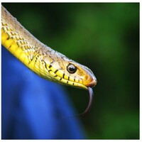 7 dangerously similar sounding words as Gaeilge 