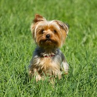 Woman who said her dog's remains were left at her front door now admits to killing it in washer-dryer