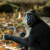 Indonesia's 'selfie monkey' threatened by hunger for its meat