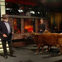 The 'world's smallest cow' from Sligo was one of the star guests on the Late Late last night 