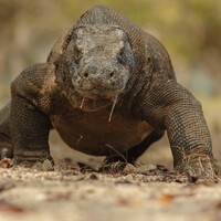 Tourist suffers severe bite from Komodo dragon after 'ignoring warnings about getting too close'