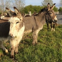 'We're struggling to keep the doors open': Donkey sanctuary appeals for money