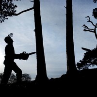 Forestry group Coillte wants to shift away from relying on one-off land sales for cash