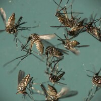 After a year of fighting the virus, Brazil calls off Zika emergency