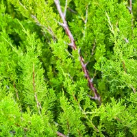 Garda&Atilde;&shy; say prickly hedges can help prevent burglaries 