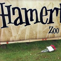 Tiger that killed a zookeeper in the UK won't be put down