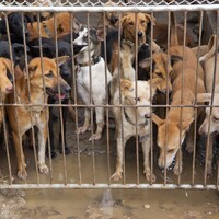 'We always manage to have enough dogs': Notorious dog meat festival gets underway in China
