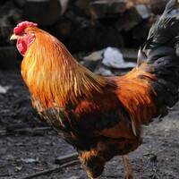 Controversial cockfight plans were a publicity stunt that got out of hand