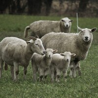 'This was quite a brutal act': Sheep ears cut off in violent Co Down attack
