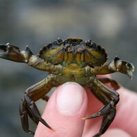 Volunteers wanted to help spot crabs on Irish coasts