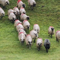 There has been a spate of attacks on sheep near Newry in the past three weeks