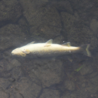'An absolute disaster': Hundreds of fish killed in River Tolka after someone put car tyre into sewer