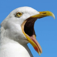 An 'aggressive seagull&acirc;�� is plaguing Today FM but are other humans responsible for its belligerence?