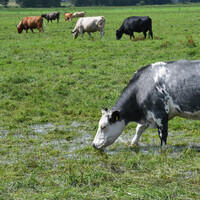 Should Ireland start feeding its cows seaweed? The government isn't sure