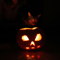 A 'world-class' Halloween could lure foreign tourists to Ireland's overlooked south-east