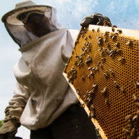 Can you spot a bumble bee? One of the lessons learnt at Ireland's beekeeper school