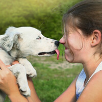 Poll: Would you let a dog lick your face?