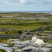 The legends behind the Kerry festival that crowns a goat every year