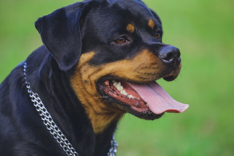 Rottweilers are on the restricted dog-breed list. 