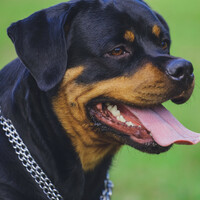 Ireland's restricted dog-breed list looks like it's here to stay 