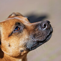 Poll: Are you afraid of dogs?