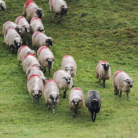 &acirc;��It&acirc;��s like a war zone&acirc;��: Warnings issued to dog owners after spate of attacks on sheep in Wexford