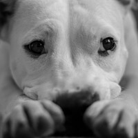 Dogs are turning blue in Mumbai because of contaminated water