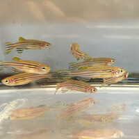 Scientists are using painkiller-addicted fish to develop new treatments for addicts