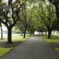 'Today is for celebration': Council goes back on plans to cut down 109-year-old Fairview trees