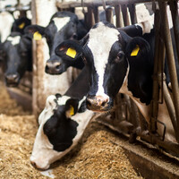 Farmer sues receiver and 'vulture fund' who have threatened to sell his stock