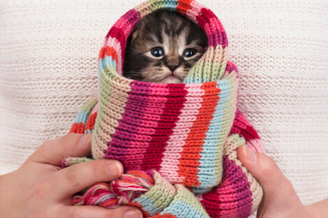 This kitten is warm enough. Are you? 