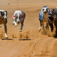 Champion greyhound tests positive for cocaine three times