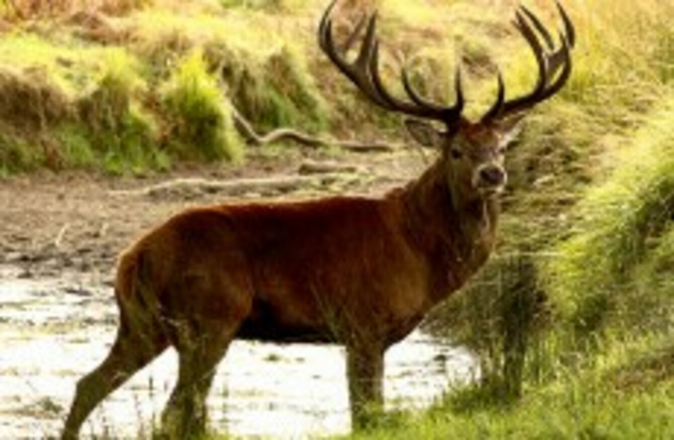 Native Irish mammals in danger of extinction study