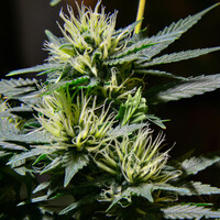 Authorities seize &acirc;�&not;2.4m cannabis stash at Dublin Port