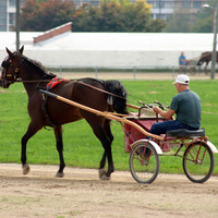Minister calls for ban on sulky racing on public roads