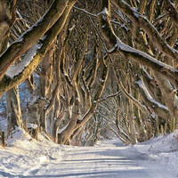 Traffic banned from iconic 'Game of Thrones' road in Antrim