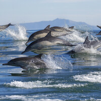 Whales and dolphins have tight-knit social groups and 'human-like' cultures and societies