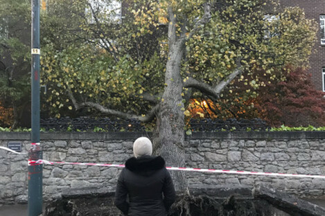 As tree after falling down on a apartment block on Cylde Road, Ballsbridge.