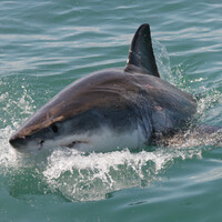'It was going to eat her': Father saves daughter from shark attack 