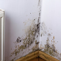 Child who allegedly developed acute bronchitis from damp and mould at former home awarded &acirc;�&not;20,000 damages