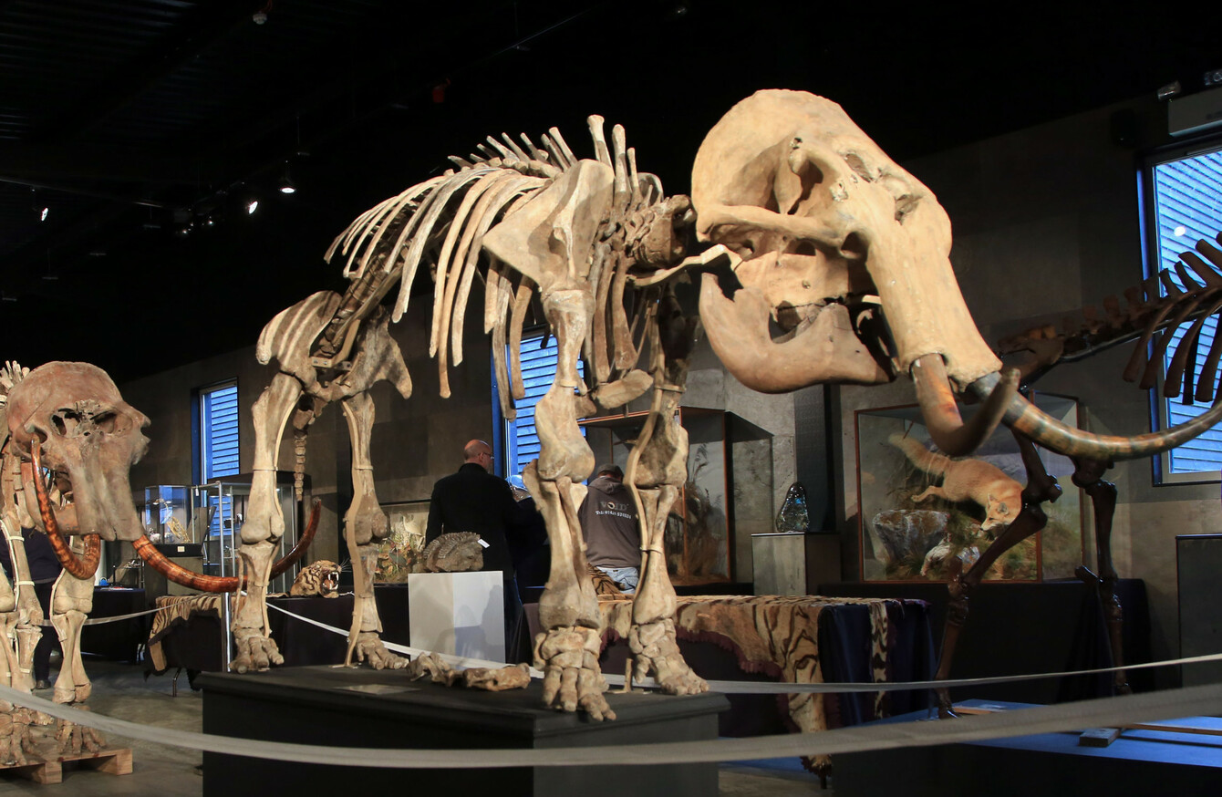 10,000yearold skeleton of woolly mammoth sells for over €500,000 at