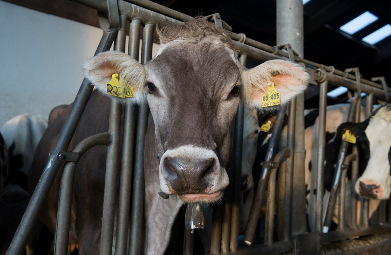 Cows are by far the most dangerous animal for Ireland's most dangerous job