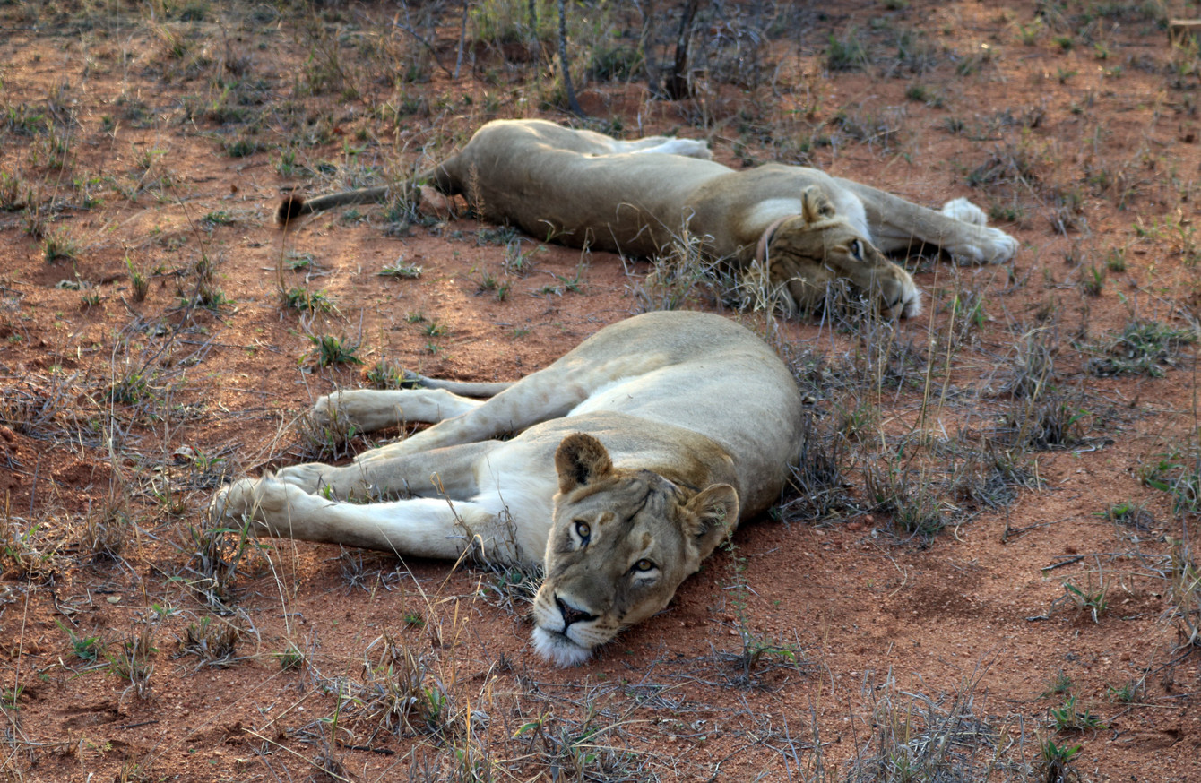 Suspected Poacher Mauled To Death And Eaten By Pack Of Lions In South