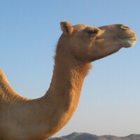 Al-Qaeda affiliate offers 10 camels as bounty on Obama
