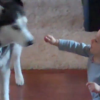 VIDEO: Baby talks to dog... dog talks back